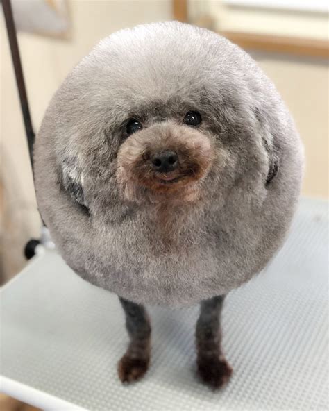 This Instagram Account Posts The World’s Roundest Animals (Not Photoshopped!)