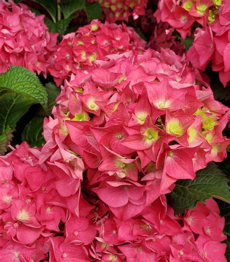 Hydrangea Macrophylla Endless Summer® Summer Crush® Endless Summer
