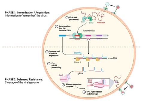 Genes Free Full Text Crispr Cas ‘the Multipurpose Molecular Tool