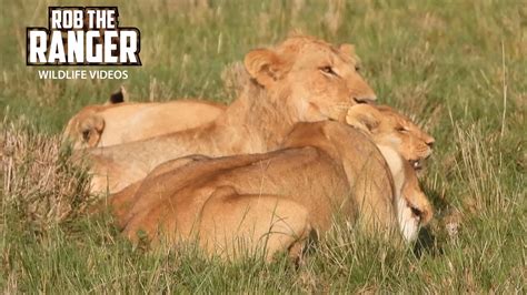 Marsh Lion Pride Finish Breakfast Maasai Mara Safari Zebra Plains Youtube