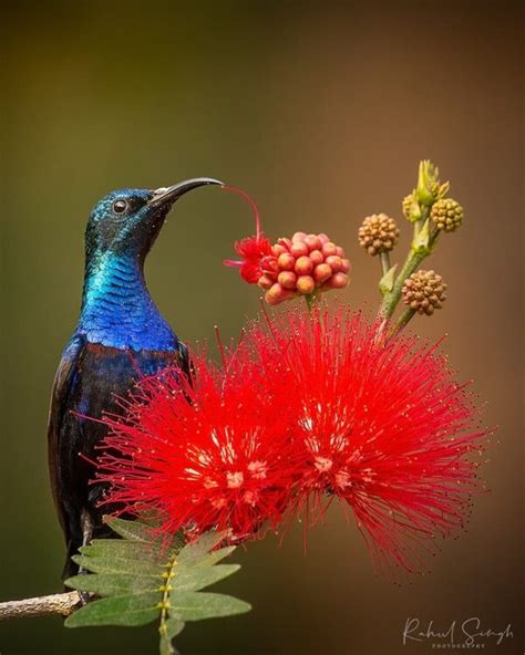 Wildlife Photographer Captures Once In A Lifetime Moment Of Bird