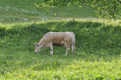 Free Images Grass Field Farm Meadow Prairie Animal Wildlife