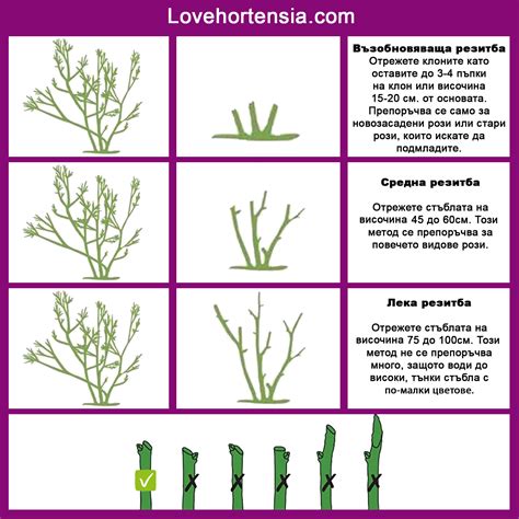 Подрязване на рози | LoveHortensia.com