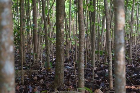 Pembudidayaan Pohon Kina Yaitu Untuk Wanjay