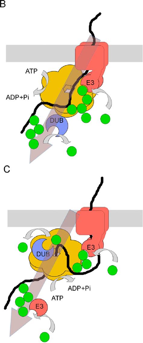 Figure 3 From Regulation Of Endoplasmic Reticulum Associated Protein