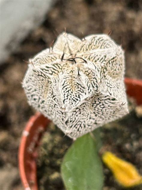 Astrophytum Myriostigma Onzuko White Zebra Cactuses Astrophytum