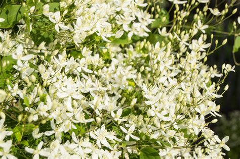 Clematis Fiori Di Bach Le Propriet Del Fiore Ohga