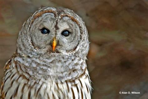 Owls In South Carolina 6 Owls You Can See In The Palmetto State
