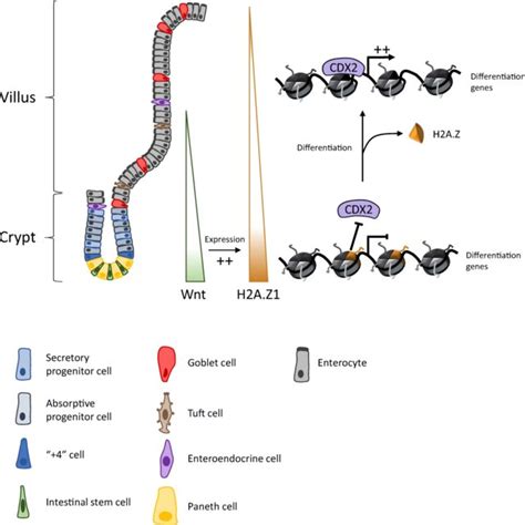 Dynamics Of Chromatin Modification During Isc Differentiation A At The