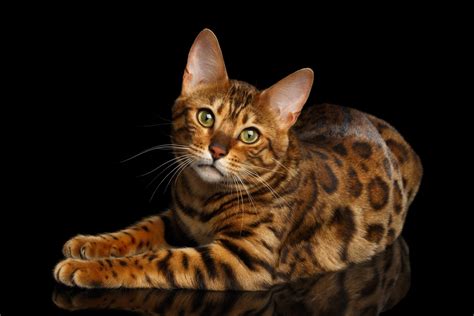 Bengal Cat Breed Information & Characteristics