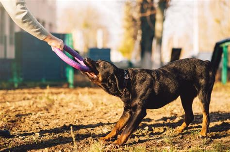 Dog Training Equipment For Agility, Obedience & More