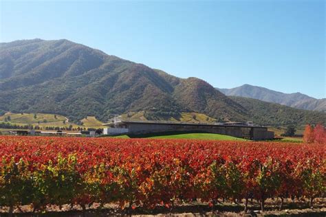 Tour de viñedos y bodegas por el valle de Apalta desde Santa Cruz