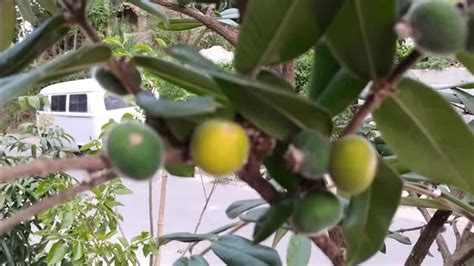 Frut Feras Produzindo Em Vaso Jabuticaba Amarela Pitangatuba Lichia