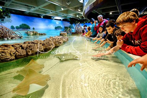 New England Aquarium Patrick Schneider Charlotte Nc Photography