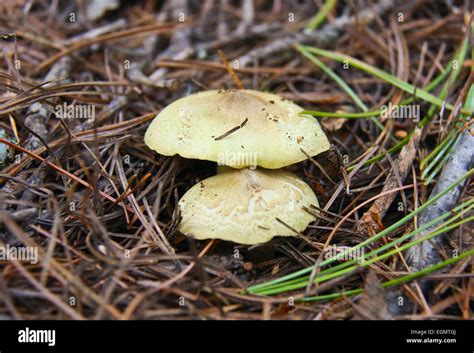 Coniferous Forests Hi Res Stock Photography And Images Alamy