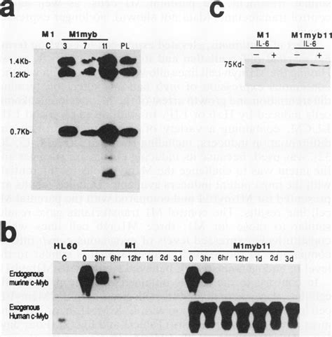 A Southern Blot Analysis Of Genomic Dna Demonstrating That Mlmyb Cell