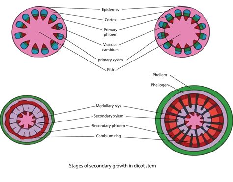 Plant Stem Cell Diagram