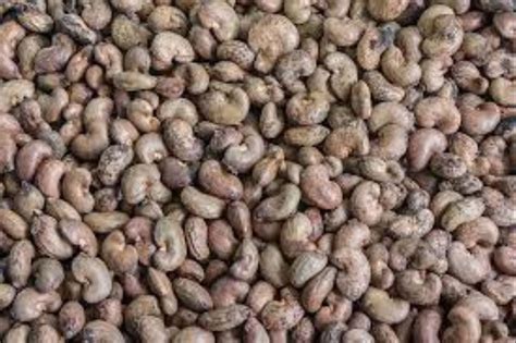 Whole Raw Cashew Nuts Benin Origin Crop Packaging Type Sacks