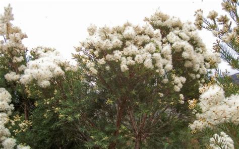 Melaleuca Linariifolia Sea Foam Plant Select