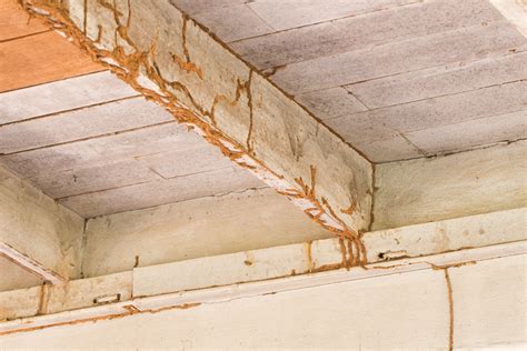 6 Signs You Might Have a Termite Problem | Bug House Pest Control