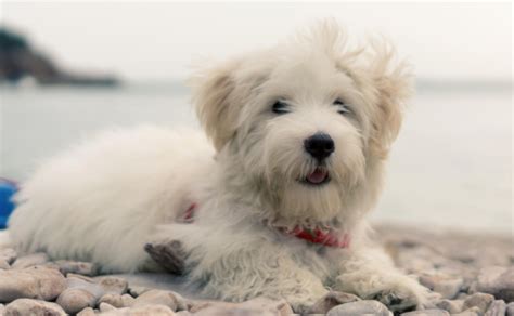 Westie Maltese Mix: Important Facts And Information - Westie Bakse