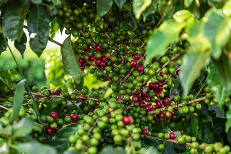 Gr Os De Caf Em Um Galho De Rvore O Caf Ar Bica Vermelho E Verde