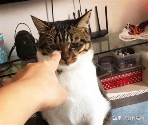 猫咪被主人打，为什么不敢还手？背后原因太心酸了 知乎