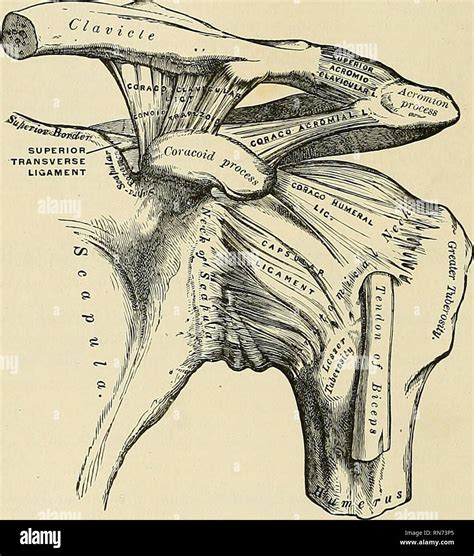 anatomy descriptive  applied anatomy   articulations ob