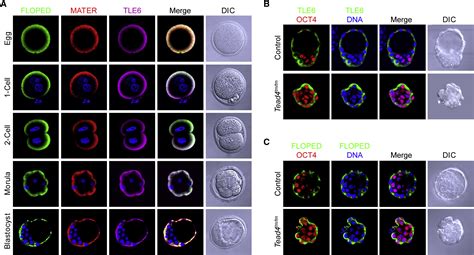 A Subcortical Maternal Complex Essential For Preimplantation Mouse