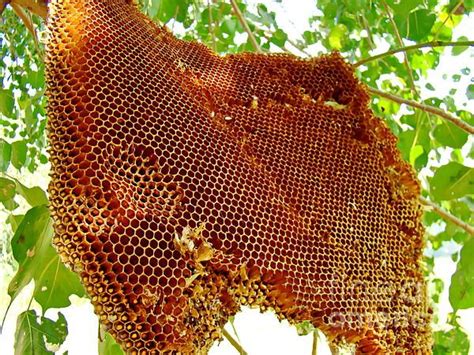 Honey Bee Hive By Irfan Gillani Bee Hive Beehive Art Honey Bee