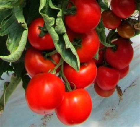 The Best Varieties Of Undersized Tomatoes For Greenhouses Healthy