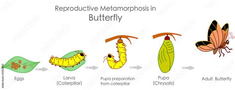 Butterfly reproductive metamorphosis. Insects reproduction. Growth ...