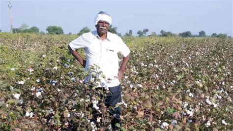 कापूस बाजारभाव कापसाचे दर पुढच्या काही दिवसांत वाढणार का Bbc News