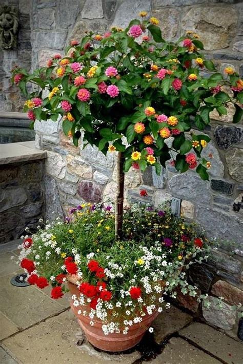 Best Shrubs For Containers Best Container Gardening Plants