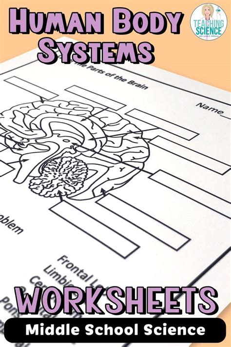 Human Body Systems Worksheets Worksheets Library