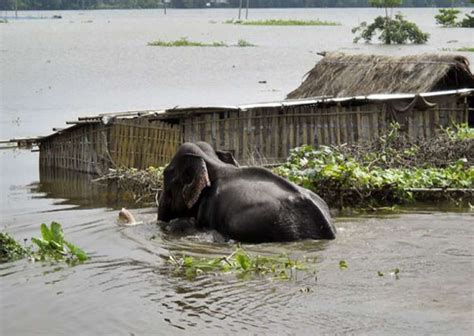 Brahmaputra floods inundate Kaziranga National Park