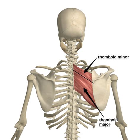 The Rhomboid Muscle On