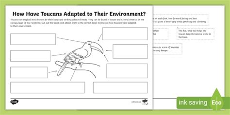 Toucan Adaptations Professor Feito Twinkl