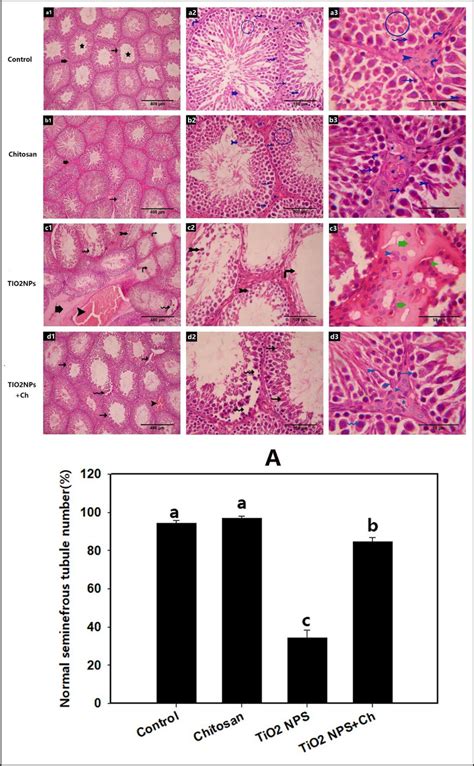 Photomicrograph Of A Section Of Rats Testis Stained With Hande In Download Scientific Diagram