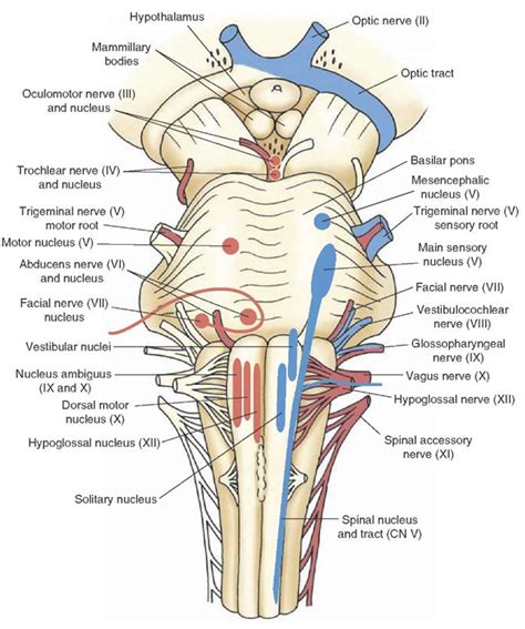 View Of The Ventral Surface Of The Brain Depicting The Sites Of Entry