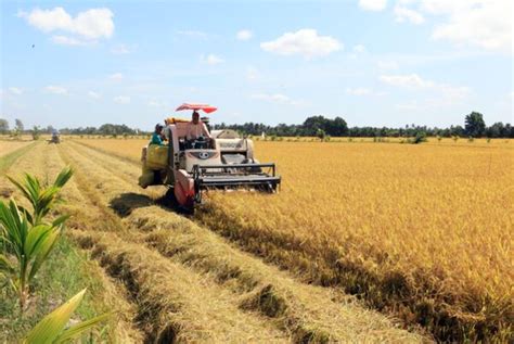 Lagriculture conserve son rôle de pilier économique