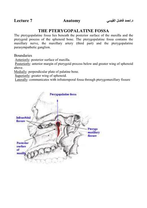 Lecture 7 Anatomy The Pterygopalatine Fossa Docslib