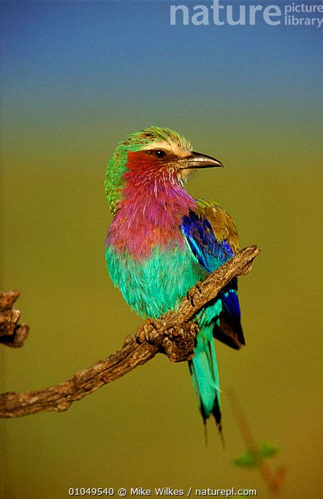 Stock Photo Of Lilac Breasted Roller Coracias Caudatus Masai Mara Gr