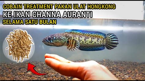 MENCOBA TREATMENT PAKAN LAGI DENGAN PAKAN ULAT HONGKONG SELAMA SATU