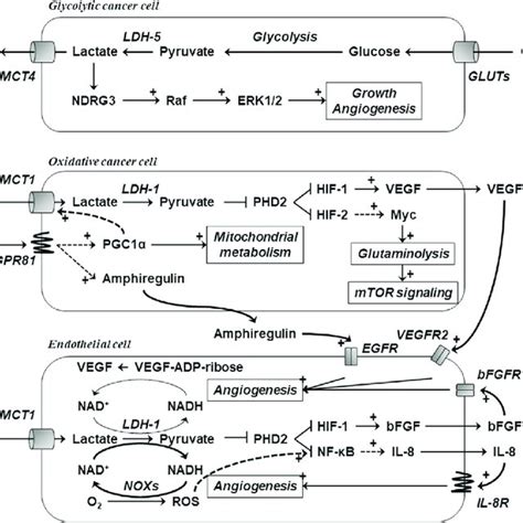 Lactate Is A Signaling Molecule In Cancer And Endothelial Cells The Download Scientific