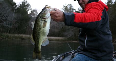 Why Finesse Spinnerbaits Are Perfect For Fall Bass Fishing