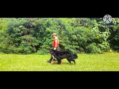 Anjing Raksasa Bearnese Sangat Pintar Bisa Terlatih YouTube