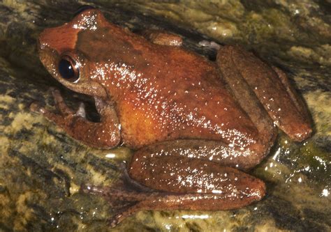 Daintree Tree Frogs