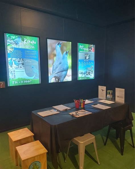 Te Awamutu Museum Has A Kōkako Exhibit Te Awamutu Isite