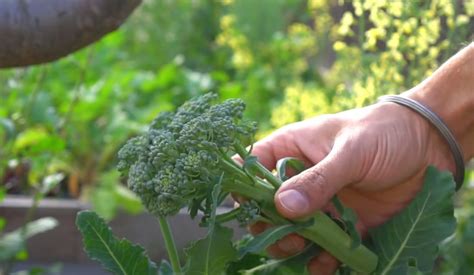 How To Harvest Broccoli Home And Garden Information And Products Reviews